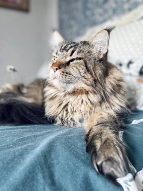 Maine Rakunu, Kediler, Büyük Kedi, Hayvan, Oyun, Dinlenme, Bakış, Kürk, Ağızlık, Kulaklar, Pençe, Arkadaş Olun, Tüylü, Oyun, Oyun, Evcil Hayvan, Yakışıklı, Güzel, Gururlu, Uyku, Rüya, Kral, Canlı, Hayat, Aşk