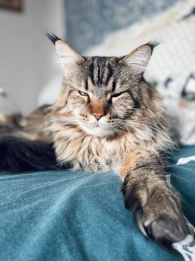 Maine Rakunu, Kediler, Büyük Kedi, Hayvan, Oyun, Dinlenme, Bakış, Kürk, Ağızlık, Kulaklar, Pençe, Arkadaş Olun, Tüylü, Oyun, Oyun, Evcil Hayvan, Yakışıklı, Güzel, Gururlu, Uyku, Rüya, Kral, Canlı, Hayat, Aşk