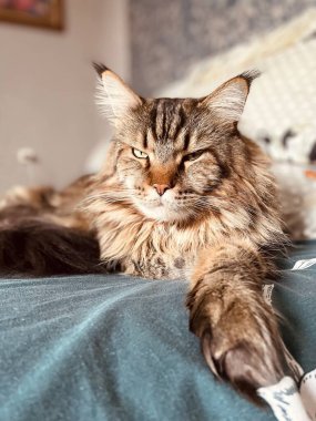 Maine Rakunu, Kediler, Büyük Kedi, Hayvan, Oyun, Dinlenme, Bakış, Kürk, Ağızlık, Kulaklar, Pençe, Arkadaş Olun, Tüylü, Oyun, Oyun, Evcil Hayvan, Yakışıklı, Güzel, Gururlu, Uyku, Rüya, Kral, Canlı, Hayat, Aşk