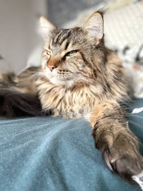 Maine Rakunu, Kediler, Büyük Kedi, Hayvan, Oyun, Dinlenme, Bakış, Kürk, Ağızlık, Kulaklar, Pençe, Arkadaş Olun, Tüylü, Oyun, Oyun, Evcil Hayvan, Yakışıklı, Güzel, Gururlu, Uyku, Rüya, Kral, Canlı, Hayat, Aşk