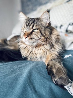 Maine Rakunu, Kediler, Büyük Kedi, Hayvan, Oyun, Dinlenme, Bakış, Kürk, Ağızlık, Kulaklar, Pençe, Arkadaş Olun, Tüylü, Oyun, Oyun, Evcil Hayvan, Yakışıklı, Güzel, Gururlu, Uyku, Rüya, Kral, Canlı, Hayat, Aşk