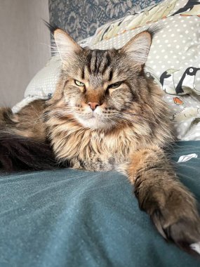 Maine Rakunu, Kediler, Büyük Kedi, Hayvan, Oyun, Dinlenme, Bakış, Kürk, Ağızlık, Kulaklar, Pençe, Arkadaş Olun, Tüylü, Oyun, Oyun, Evcil Hayvan, Yakışıklı, Güzel, Gururlu, Uyku, Rüya, Kral, Canlı, Hayat, Aşk