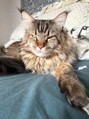 Maine Rakunu, Kediler, Büyük Kedi, Hayvan, Oyun, Dinlenme, Bakış, Kürk, Ağızlık, Kulaklar, Pençe, Arkadaş Olun, Tüylü, Oyun, Oyun, Evcil Hayvan, Yakışıklı, Güzel, Gururlu, Uyku, Rüya, Kral, Canlı, Hayat, Aşk