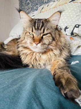 Maine Rakunu, Kediler, Büyük Kedi, Hayvan, Oyun, Dinlenme, Bakış, Kürk, Ağızlık, Kulaklar, Pençe, Arkadaş Olun, Tüylü, Oyun, Oyun, Evcil Hayvan, Yakışıklı, Güzel, Gururlu, Uyku, Rüya, Kral, Canlı, Hayat, Aşk