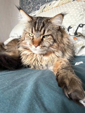 Maine Rakunu, Kediler, Büyük Kedi, Hayvan, Oyun, Dinlenme, Bakış, Kürk, Ağızlık, Kulaklar, Pençe, Arkadaş Olun, Tüylü, Oyun, Oyun, Evcil Hayvan, Yakışıklı, Güzel, Gururlu, Uyku, Rüya, Kral, Canlı, Hayat, Aşk