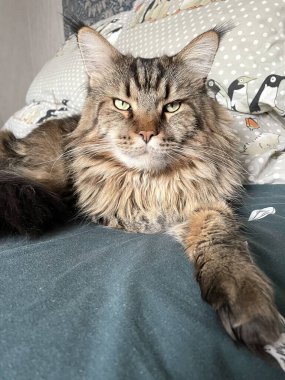 Maine Rakunu, Kediler, Büyük Kedi, Hayvan, Oyun, Dinlenme, Bakış, Kürk, Ağızlık, Kulaklar, Pençe, Arkadaş Olun, Tüylü, Oyun, Oyun, Evcil Hayvan, Yakışıklı, Güzel, Gururlu, Uyku, Rüya, Kral, Canlı, Hayat, Aşk