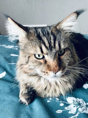 Maine Rakunu, Kediler, Büyük Kedi, Hayvan, Oyun, Dinlenme, Bakış, Kürk, Ağızlık, Kulaklar, Pençe, Arkadaş Olun, Tüylü, Oyun, Oyun, Evcil Hayvan, Yakışıklı, Güzel, Gururlu, Uyku, Rüya, Kral, Canlı, Hayat, Aşk