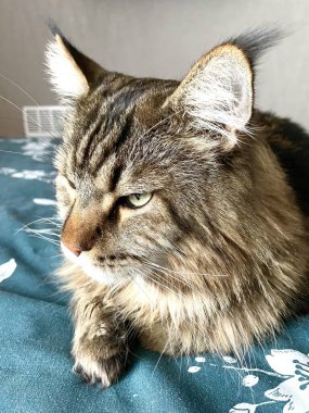 Maine Rakunu, Kediler, Büyük Kedi, Hayvan, Oyun, Dinlenme, Bakış, Kürk, Ağızlık, Kulaklar, Pençe, Arkadaş Olun, Tüylü, Oyun, Oyun, Evcil Hayvan, Yakışıklı, Güzel, Gururlu, Uyku, Rüya, Kral, Canlı, Hayat, Aşk