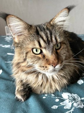 Maine Rakunu, Kediler, Büyük Kedi, Hayvan, Oyun, Dinlenme, Bakış, Kürk, Ağızlık, Kulaklar, Pençe, Arkadaş Olun, Tüylü, Oyun, Oyun, Evcil Hayvan, Yakışıklı, Güzel, Gururlu, Uyku, Rüya, Kral, Canlı, Hayat, Aşk