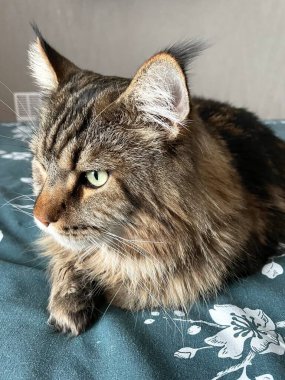 Maine Rakunu, Kediler, Büyük Kedi, Hayvan, Oyun, Dinlenme, Bakış, Kürk, Ağızlık, Kulaklar, Pençe, Arkadaş Olun, Tüylü, Oyun, Oyun, Evcil Hayvan, Yakışıklı, Güzel, Gururlu, Uyku, Rüya, Kral, Canlı, Hayat, Aşk