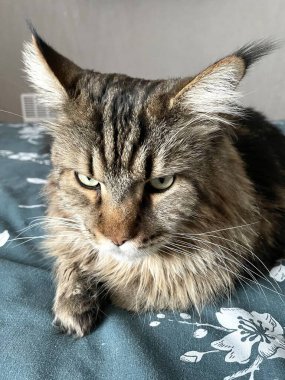 Maine Rakunu, Kediler, Büyük Kedi, Hayvan, Oyun, Dinlenme, Bakış, Kürk, Ağızlık, Kulaklar, Pençe, Arkadaş Olun, Tüylü, Oyun, Oyun, Evcil Hayvan, Yakışıklı, Güzel, Gururlu, Uyku, Rüya, Kral, Canlı, Hayat, Aşk