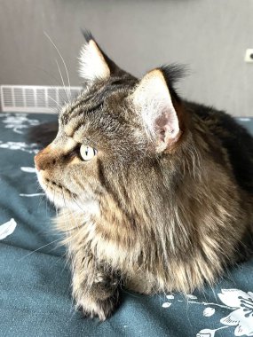 Maine Rakunu, Kediler, Büyük Kedi, Hayvan, Oyun, Dinlenme, Bakış, Kürk, Ağızlık, Kulaklar, Pençe, Arkadaş Olun, Tüylü, Oyun, Oyun, Evcil Hayvan, Yakışıklı, Güzel, Gururlu, Uyku, Rüya, Kral, Canlı, Hayat, Aşk