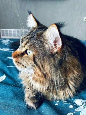 Maine Rakunu, Kediler, Büyük Kedi, Hayvan, Oyun, Dinlenme, Bakış, Kürk, Ağızlık, Kulaklar, Pençe, Arkadaş Olun, Tüylü, Oyun, Oyun, Evcil Hayvan, Yakışıklı, Güzel, Gururlu, Uyku, Rüya, Kral, Canlı, Hayat, Aşk