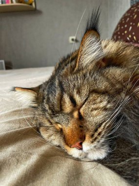 Maine Rakunu, Kediler, Büyük Kedi, Hayvan, Oyun, Dinlenme, Bakış, Kürk, Ağızlık, Kulaklar, Pençe, Arkadaş Olun, Tüylü, Oyun, Oyun, Evcil Hayvan, Yakışıklı, Güzel, Gururlu, Uyku, Rüya, Kral, Canlı, Hayat, Aşk