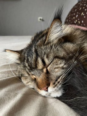 Maine Rakunu, Kediler, Büyük Kedi, Hayvan, Oyun, Dinlenme, Bakış, Kürk, Ağızlık, Kulaklar, Pençe, Arkadaş Olun, Tüylü, Oyun, Oyun, Evcil Hayvan, Yakışıklı, Güzel, Gururlu, Uyku, Rüya, Kral, Canlı, Hayat, Aşk