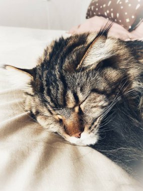 Maine Rakunu, Kediler, Büyük Kedi, Hayvan, Oyun, Dinlenme, Bakış, Kürk, Ağızlık, Kulaklar, Pençe, Arkadaş Olun, Tüylü, Oyun, Oyun, Evcil Hayvan, Yakışıklı, Güzel, Gururlu, Uyku, Rüya, Kral, Canlı, Hayat, Aşk