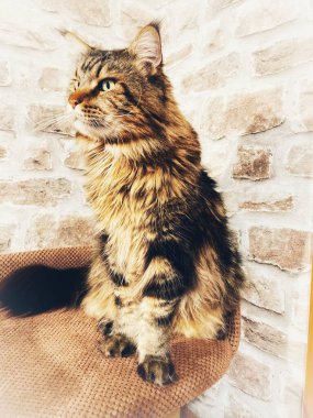 Maine Rakunu, Kediler, Büyük Kedi, Hayvan, Oyun, Dinlenme, Bakış, Kürk, Ağızlık, Kulaklar, Pençe, Arkadaş Olun, Yumuşak, Oyun, Ev Sahibi, Yakışıklı, Güzel, Gururlu, Uyku, Kral, Canlı, Hayat, Aşk