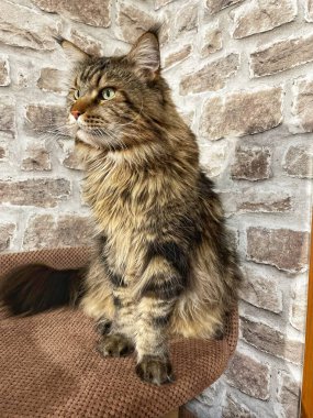 Maine Rakunu, Kediler, Büyük Kedi, Hayvan, Oyun, Dinlenme, Bakış, Kürk, Ağızlık, Kulaklar, Pençe, Arkadaş Olun, Yumuşak, Oyun, Ev Sahibi, Yakışıklı, Güzel, Gururlu, Uyku, Kral, Canlı, Hayat, Aşk