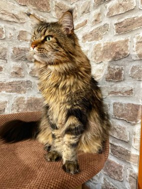 Maine Rakunu, Kediler, Büyük Kedi, Hayvan, Oyun, Dinlenme, Bakış, Kürk, Ağızlık, Kulaklar, Pençe, Arkadaş Olun, Yumuşak, Oyun, Ev Sahibi, Yakışıklı, Güzel, Gururlu, Uyku, Kral, Canlı, Hayat, Aşk