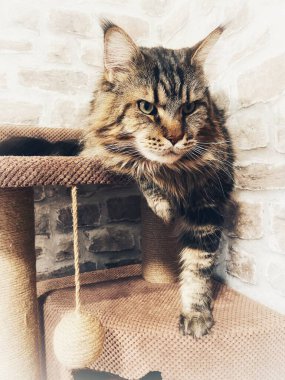 Maine Rakunu, Kediler, Büyük Kedi, Hayvan, Oyun, Dinlenme, Bakış, Kürk, Ağızlık, Kulaklar, Pençe, Arkadaş Olun, Yumuşak, Oyun, Ev Sahibi, Yakışıklı, Güzel, Gururlu, Uyku, Kral, Canlı, Hayat, Aşk