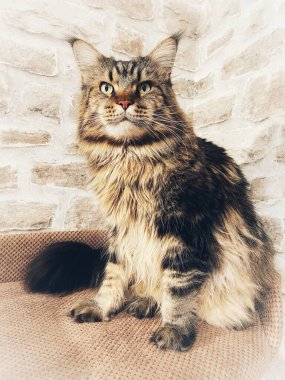 Maine Rakunu, Kediler, Büyük Kedi, Hayvan, Oyun, Dinlenme, Bakış, Kürk, Ağızlık, Kulaklar, Pençe, Arkadaş Olun, Yumuşak, Oyun, Ev Sahibi, Yakışıklı, Güzel, Gururlu, Uyku, Kral, Canlı, Hayat, Aşk