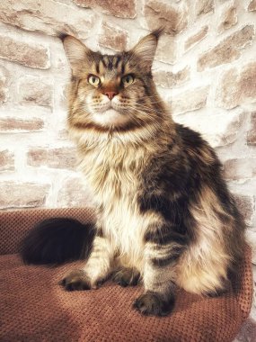 Maine Rakunu, Kediler, Büyük Kedi, Hayvan, Oyun, Dinlenme, Bakış, Kürk, Ağızlık, Kulaklar, Pençe, Arkadaş Olun, Yumuşak, Oyun, Ev Sahibi, Yakışıklı, Güzel, Gururlu, Uyku, Kral, Canlı, Hayat, Aşk