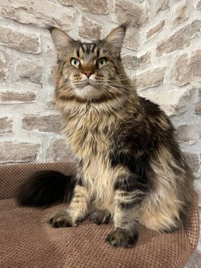 Maine Rakunu, Kediler, Büyük Kedi, Hayvan, Oyun, Dinlenme, Bakış, Kürk, Ağızlık, Kulaklar, Pençe, Arkadaş Olun, Yumuşak, Oyun, Ev Sahibi, Yakışıklı, Güzel, Gururlu, Uyku, Kral, Canlı, Hayat, Aşk