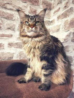 Maine Rakunu, Kediler, Büyük Kedi, Hayvan, Oyun, Dinlenme, Bakış, Kürk, Ağızlık, Kulaklar, Pençe, Arkadaş Olun, Yumuşak, Oyun, Ev Sahibi, Yakışıklı, Güzel, Gururlu, Uyku, Kral, Canlı, Hayat, Aşk