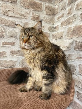 Maine Rakunu, Kediler, Büyük Kedi, Hayvan, Oyun, Dinlenme, Bakış, Kürk, Ağızlık, Kulaklar, Pençe, Arkadaş Olun, Yumuşak, Oyun, Ev Sahibi, Yakışıklı, Güzel, Gururlu, Uyku, Kral, Canlı, Hayat, Aşk