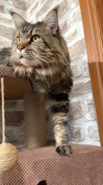 Maine Rakunu, Kediler, Büyük Kedi, Hayvan, Dinlenme, Bak, Kürk, Ağız, Kulaklar, Pençe, Arkadaş Olun, Arkadaş Ol, Oyun, Evcil Ev Sahibi, Yakışıklı, Güzel, Gururlu, Uyku, Kral, Canlı, Hayat, Aşk