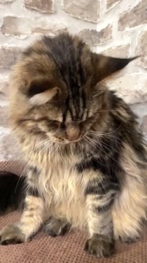 Maine Rakunu, Kediler, Büyük Kedi, Hayvan, Dinlenme, Bak, Kürk, Ağız, Kulaklar, Pençe, Arkadaş Olun, Arkadaş Ol, Oyun, Evcil Ev Sahibi, Yakışıklı, Güzel, Gururlu, Uyku, Kral, Canlı, Hayat, Aşk