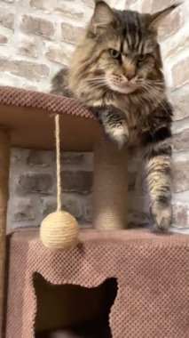 Maine Rakunu, Kediler, Büyük Kedi, Hayvan, Dinlenme, Bak, Kürk, Ağız, Kulaklar, Pençe, Arkadaş Olun, Arkadaş Ol, Oyun, Evcil Ev Sahibi, Yakışıklı, Güzel, Gururlu, Uyku, Kral, Canlı, Hayat, Aşk