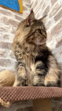 Maine Rakunu, Kediler, Büyük Kedi, Hayvan, Dinlenme, Bak, Kürk, Ağız, Kulaklar, Pençe, Arkadaş Olun, Arkadaş Ol, Oyun, Evcil Ev Sahibi, Yakışıklı, Güzel, Gururlu, Uyku, Kral, Canlı, Hayat, Aşk