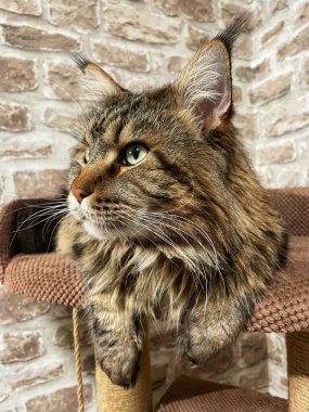 Maine Rakun, Maine Rakun, Mainecoon, Kediler, büyük kedi, hayvan, oyun, dinlenme, bak, kürk, ağızlık, kulaklar, pençeler, arkadaş olun, pofuduk, oyun, evcil hayvan, ev, yakışıklı, dost canlısı, gururlu, uyku, rüya, kral, canlı, hayat, aşk