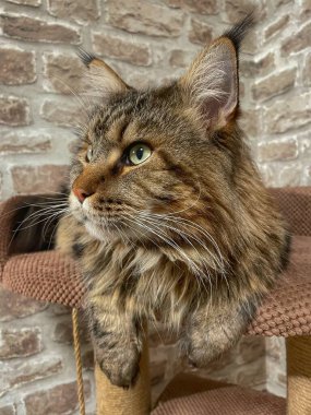 Maine Rakun, Maine Rakun, Mainecoon, Kediler, büyük kedi, hayvan, oyun, dinlenme, bak, kürk, ağızlık, kulaklar, pençeler, arkadaş olun, pofuduk, oyun, evcil hayvan, ev, yakışıklı, dost canlısı, gururlu, uyku, rüya, kral, canlı, hayat, aşk