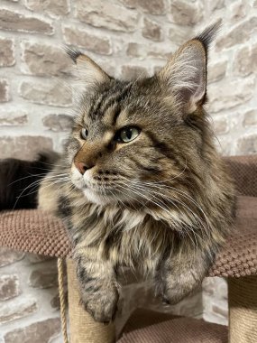 Maine Rakun, Maine Rakun, Mainecoon, Kediler, büyük kedi, hayvan, oyun, dinlenme, bak, kürk, ağızlık, kulaklar, pençeler, arkadaş olun, pofuduk, oyun, evcil hayvan, ev, yakışıklı, dost canlısı, gururlu, uyku, rüya, kral, canlı, hayat, aşk