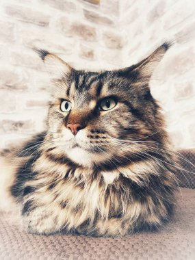 Maine Rakun, Maine Rakun, Mainecoon, Kediler, büyük kedi, hayvan, oyun, dinlenme, bak, kürk, ağızlık, kulaklar, pençeler, arkadaş olun, pofuduk, oyun, evcil hayvan, ev, yakışıklı, dost canlısı, gururlu, uyku, rüya, kral, canlı, hayat, aşk