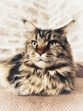 Maine Rakun, Maine Rakun, Mainecoon, Kediler, büyük kedi, hayvan, oyun, dinlenme, bak, kürk, ağızlık, kulaklar, pençeler, arkadaş olun, pofuduk, oyun, evcil hayvan, ev, yakışıklı, dost canlısı, gururlu, uyku, rüya, kral, canlı, hayat, aşk