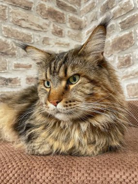 Maine Rakun, Maine Rakun, Mainecoon, Kediler, büyük kedi, hayvan, oyun, dinlenme, bak, kürk, ağızlık, kulaklar, pençeler, arkadaş olun, pofuduk, oyun, evcil hayvan, ev, yakışıklı, dost canlısı, gururlu, uyku, rüya, kral, canlı, hayat, aşk