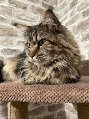 Maine Rakun, Maine Rakun, Mainecoon, Kediler, büyük kedi, hayvan, oyun, dinlenme, bak, kürk, ağızlık, kulaklar, pençeler, arkadaş olun, pofuduk, oyun, evcil hayvan, ev, yakışıklı, dost canlısı, gururlu, uyku, rüya, kral, canlı, hayat, aşk