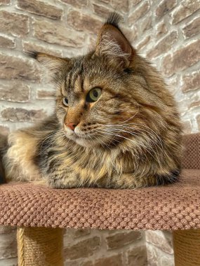 Maine Rakun, Maine Rakun, Mainecoon, Kediler, büyük kedi, hayvan, oyun, dinlenme, bak, kürk, ağızlık, kulaklar, pençeler, arkadaş olun, pofuduk, oyun, evcil hayvan, ev, yakışıklı, dost canlısı, gururlu, uyku, rüya, kral, canlı, hayat, aşk