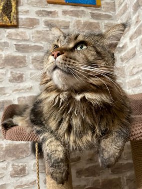 Maine Rakun, Maine Rakun, Mainecoon, Kediler, büyük kedi, hayvan, oyun, dinlenme, bak, kürk, ağızlık, kulaklar, pençeler, arkadaş olun, pofuduk, oyun, evcil hayvan, ev, yakışıklı, dost canlısı, gururlu, uyku, rüya, kral, canlı, hayat, aşk