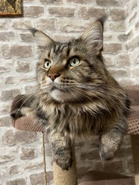 Maine Rakun, Maine Rakun, Mainecoon, Kediler, büyük kedi, hayvan, oyun, dinlenme, bak, kürk, ağızlık, kulaklar, pençeler, arkadaş olun, pofuduk, oyun, evcil hayvan, ev, yakışıklı, dost canlısı, gururlu, uyku, rüya, kral, canlı, hayat, aşk