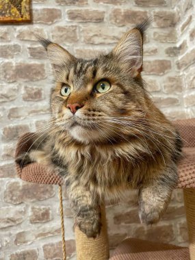 Maine Rakun, Maine Rakun, Mainecoon, Kediler, büyük kedi, hayvan, oyun, dinlenme, bak, kürk, ağızlık, kulaklar, pençeler, arkadaş olun, pofuduk, oyun, evcil hayvan, ev, yakışıklı, dost canlısı, gururlu, uyku, rüya, kral, canlı, hayat, aşk