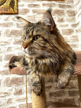 Maine Rakun, Maine Rakun, Mainecoon, Kediler, büyük kedi, hayvan, oyun, dinlenme, bak, kürk, ağızlık, kulaklar, pençeler, arkadaş olun, pofuduk, oyun, evcil hayvan, ev, yakışıklı, dost canlısı, gururlu, uyku, rüya, kral, canlı, hayat, aşk