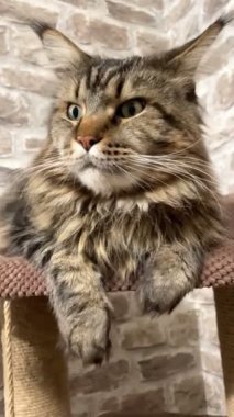 Maine Rakun, Mainecoon. Kediler, büyük kedi, hayvan, hayvan, oyun, dinlenme, bak, kürk, ağızlık, kulaklar, patiler, arkadaş olun, pofuduk, oyun, oyun, evcil hayvan, yakışıklı, güzel, arkadaş canlısı, gururlu, uyku, rüya, kral, canlı, hayat, aşk