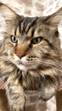 Maine Rakun, Mainecoon. Kediler, büyük kedi, hayvan, hayvan, oyun, dinlenme, bak, kürk, ağızlık, kulaklar, patiler, arkadaş olun, pofuduk, oyun, oyun, evcil hayvan, yakışıklı, güzel, arkadaş canlısı, gururlu, uyku, rüya, kral, canlı, hayat, aşk