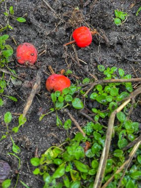 Solma, dağ külleri, Rowan, viburnum, dut, kırmızı, yeşil, ağaçlar, dallar, doğa, sonbahar, kış, bahar, turizm, yolculuk, gezi, yürüyüş, açık hava, üzüntü, hüzün, Ukrayna, Ukrayna, Ukrayna, hayatı seviyorum..