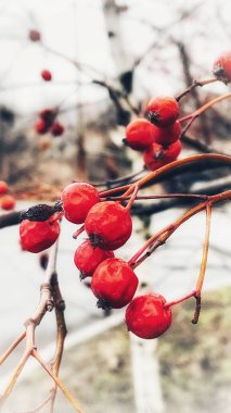 Withering, mountain ash, rowan, viburnum, berries, red, green, trees, branches, nature, autumn, winter, spring, tourism, journey, trip, walk, open air, sadness, sad, Ukraine, Ukrainian, I love life. clipart