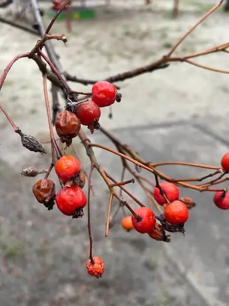 Solma, dağ külleri, Rowan, viburnum, dut, kırmızı, yeşil, ağaçlar, dallar, doğa, sonbahar, kış, bahar, turizm, yolculuk, gezi, yürüyüş, açık hava, üzüntü, hüzün, Ukrayna, Ukrayna, Ukrayna, hayatı seviyorum..